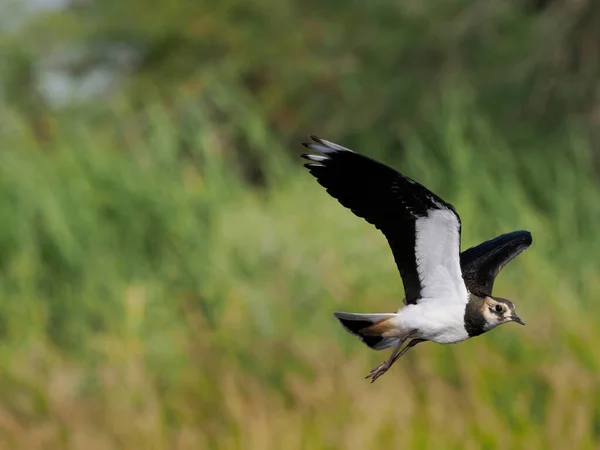 Lapwing Norte Vanellus Vanellus Pájaro Soltero Vuelo Por Agua España — Foto de Stock