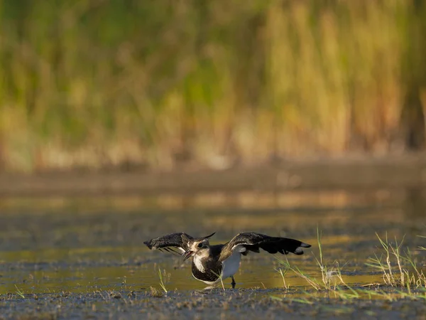 Northern Lapwing Vanellus Vanellus Single Bird Flight Water Spain June — Foto Stock