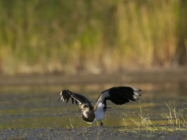 Northern Lapwing Vanellus Vanellus Single Bird Flight Water Spain June — Stockfoto