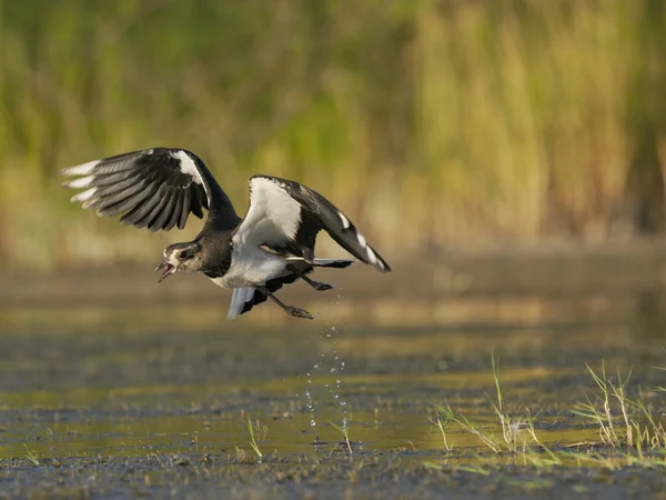 Northern Lapwing Vanellus Vanellus Single Bird Flight Water Spain June —  Fotos de Stock