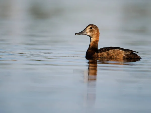 Northern Pochard Aythya Ferina Single Female Water Spagna Giugno 2022 — Foto Stock