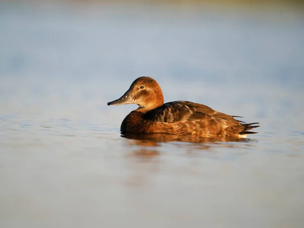 Northern Pochard Aythya Ferina Single Female Water Spain June 2022 — Foto Stock