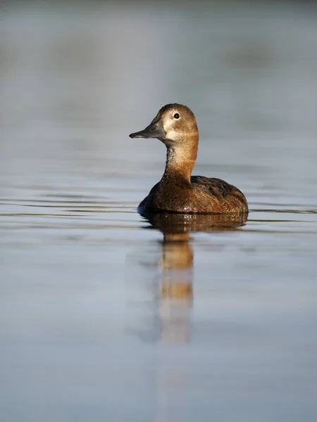 Northern Pochard Aythya Ferina Single Female Water Spagna Giugno 2022 — Foto Stock