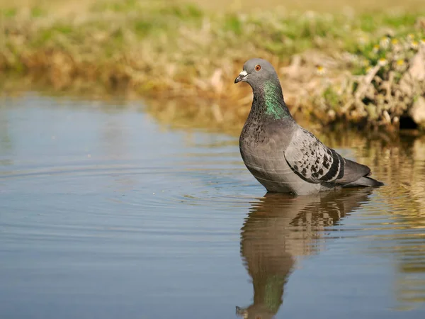 Felsentaube Columba Livia Einzelvogel Wasser Spanien Juni 2022 — Stockfoto