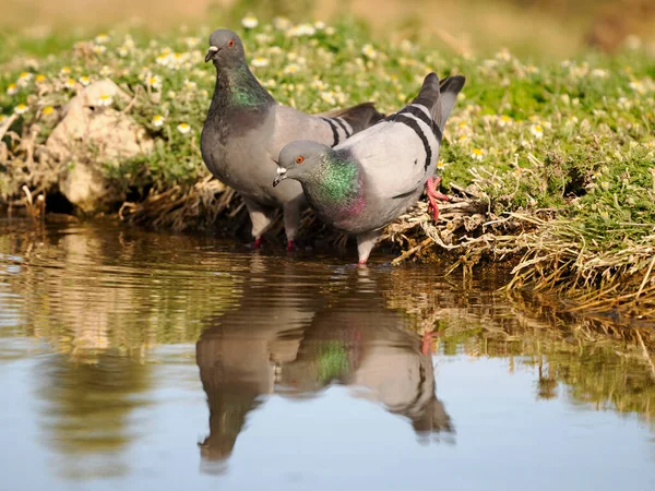 Pomba Rochosa Columba Livia Duas Aves Por Waterr Espanha Junho — Fotografia de Stock