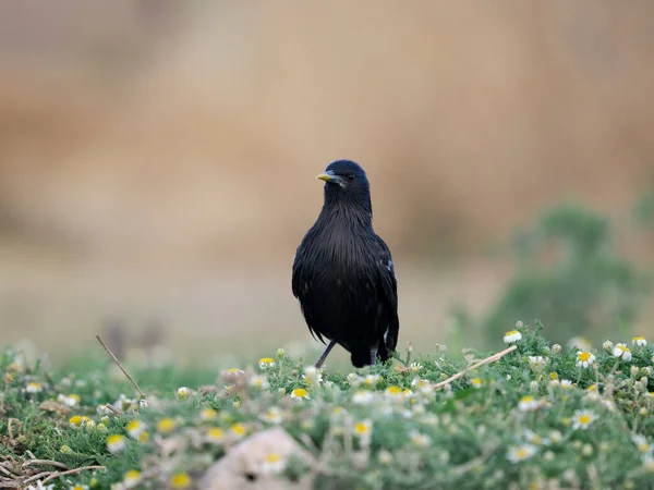 Безупречный Скворец Sturnus Unicolor Одинокая Птица Траве Испания Июнь 2022 — стоковое фото