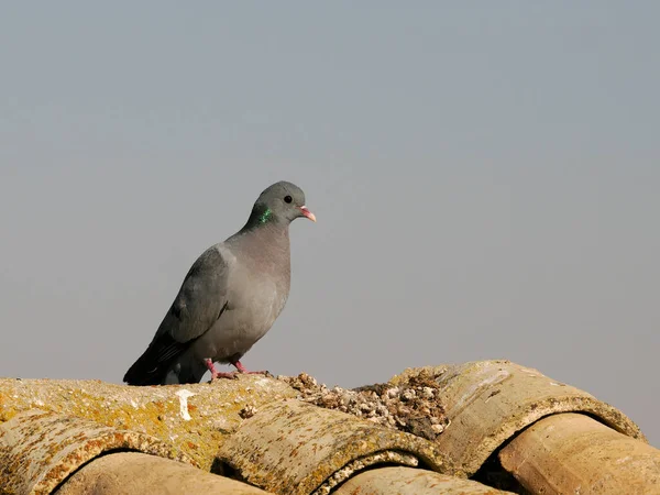 Stock Dove Columba Oenas Single Bird Roof Spain June 2022 — Zdjęcie stockowe