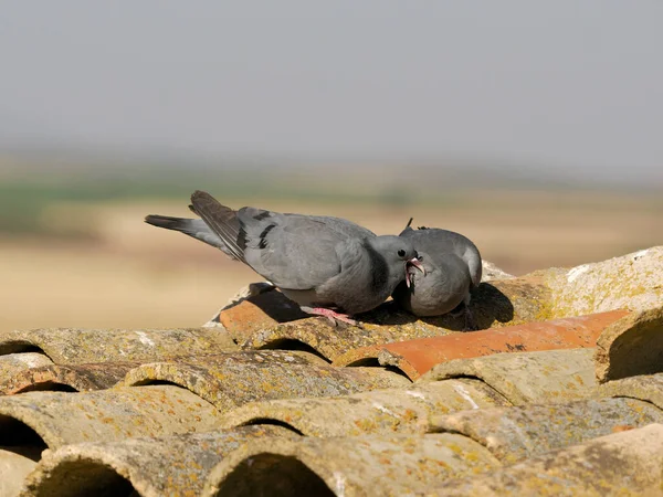 Hisse Güvercini Columba Oenas Çatıda Yavruları Olan Ebeveyn Spanya Haziran — Stok fotoğraf