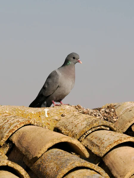 Stocktaube Columba Oenas Einzelvogel Auf Dem Dach Spanien Juni 2022 — Stockfoto