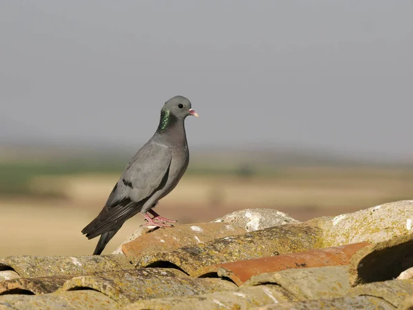 Stock Dove Columba Oenas Single Bird Roof Spain June 2022 — Stockfoto