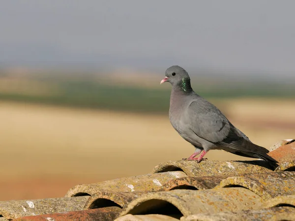 Голубь Колумба Энас Одинокая Птица Крыше Испания Июнь 2022 — стоковое фото
