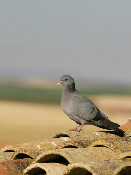 Güvercin Stoğu Columba Oenas Çatıdaki Tek Kuş Haziran 2022 — Stok fotoğraf