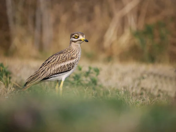 Stone Curlew Burhinus Oedicnemus Single Bird Grass Spain June 2022 — Stock Photo, Image