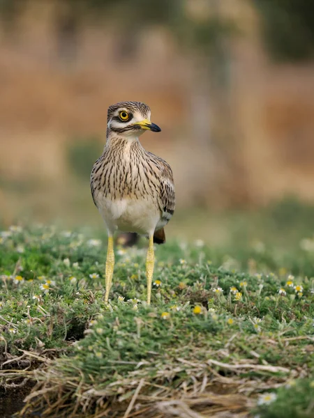 Taş Bukle Burhinus Oedicnemus Çimenlerdeki Tek Kuş Spanya Haziran 2022 — Stok fotoğraf