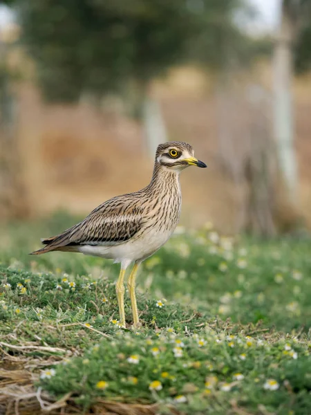 Stone Curlew Burhinus Oedicnemus Single Bird Grass Spain June 2022 — Stok fotoğraf