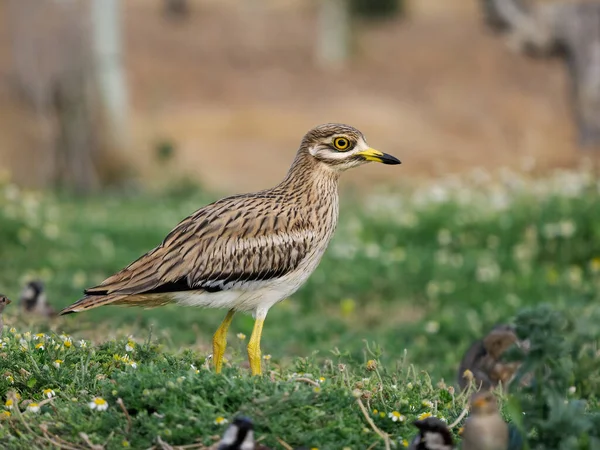 Burhinus Oedicnemus 单鸟在草地上 西班牙 2022年6月 — 图库照片
