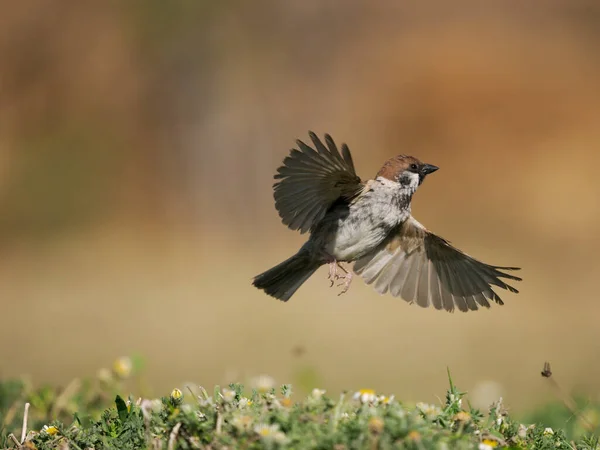 Tree Sparrow Passer Montanus Single Bird Flight Spain June 2022 — Foto de Stock
