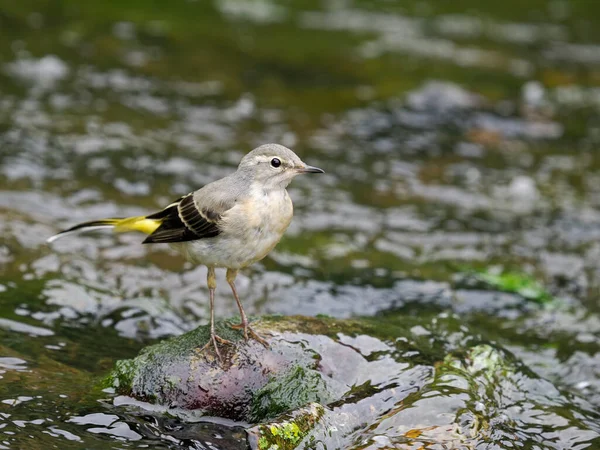 Gri Kuyruklu Motacilla Cinerea Nehirde Kayalık Bir Kuş Warwickshire Temmuz — Stok fotoğraf