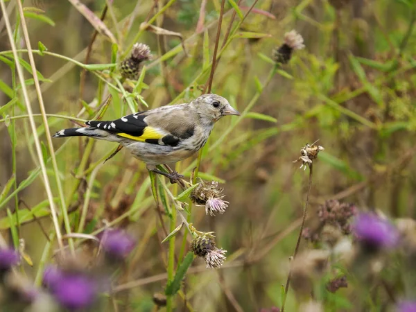 Goldfinch Carduelis Carduelis Juvenile Bird Feeding Seeds Warwickshire July 2022 — Fotografia de Stock