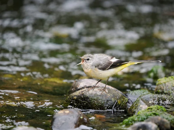 Grey Wagtail Motacilla Cinerea Single Bird Rock River Warwickshire July — Stock fotografie