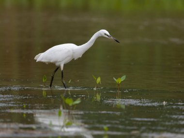 Little egret, Egretta garzetta, single bird in water, Warwickshire, July 2022