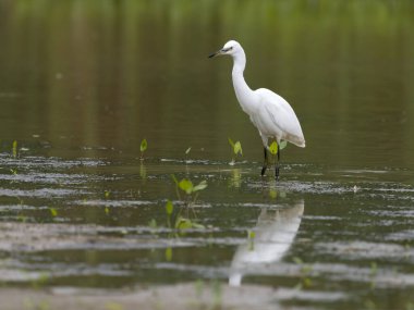 Little egret, Egretta garzetta, single bird in water, Warwickshire, July 2022
