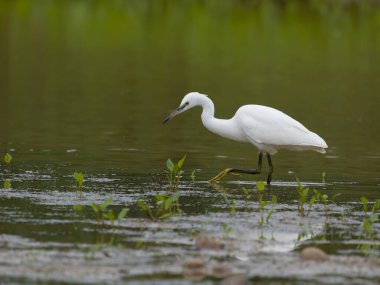 Little egret, Egretta garzetta, single bird in water, Warwickshire, July 2022