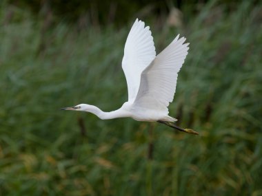 Little egret, Egretta garzetta, single bird in flight, Warwickshire, July 2022