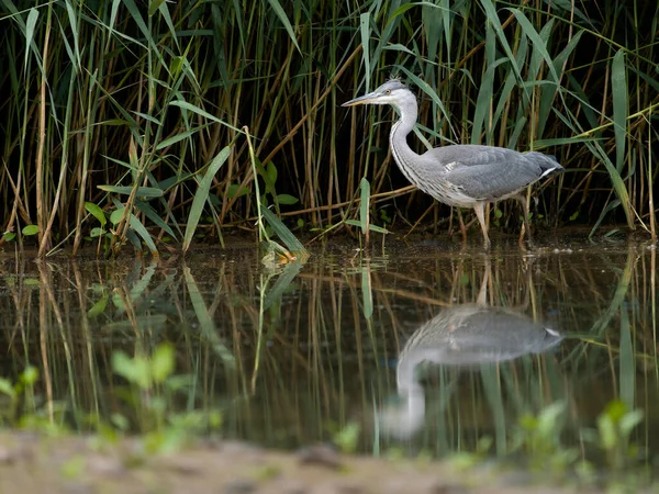 Grey Heron Ardea Cinerea Juvenile Bird Water Warwickshire July 2022 — Stok fotoğraf