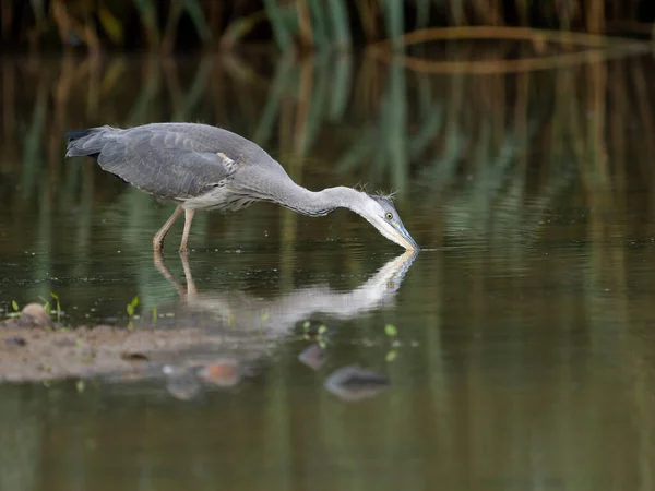 Grey Heron Ardea Cinerea Juvenile Bird Water Warwickshire July 2022 — Stok fotoğraf