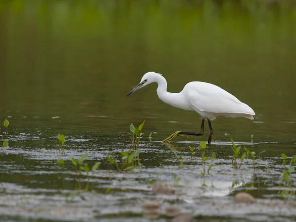 Маленькая Цапля Egretta Garzetta Одинокая Птица Воде Уорикшир Июль 2022 — стоковое фото