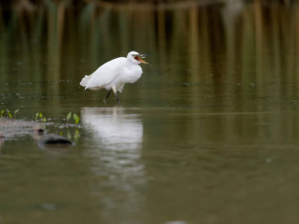 Little Egret Egretta Garzetta Single Bird Water Warwickshire July 2022 — Zdjęcie stockowe