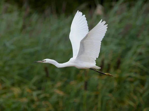 Little Egret Egretta Garzetta Single Bird Flight Warwickshire July 2022 Fotografia Stock