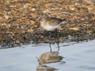 Curlew sandpiper, Calidris ferruginea, tek su kuşu, Norfolk, Eylül 2022