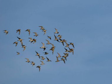 Kırmızı düğüm, Calidris Canutus, diğer balıkçılarla birlikte uçan bir grup kuş, Norfolk, Eylül 2022