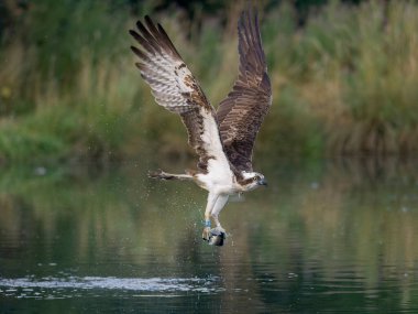 Osprey, Pandion haliaetus, tek başına balık avlıyor, Rutland, Ağustos 2022