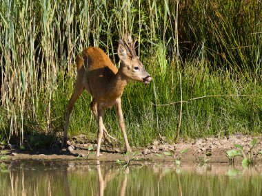 Roe geyiği, Capreolus Capreolus, tek erkek, Warwickshire, Ağustos 2022