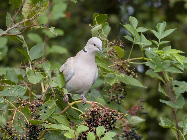 Collared Dove Streptopelia Decaocto Single Bird Branch Cumbria September 2022 — Stock Photo, Image