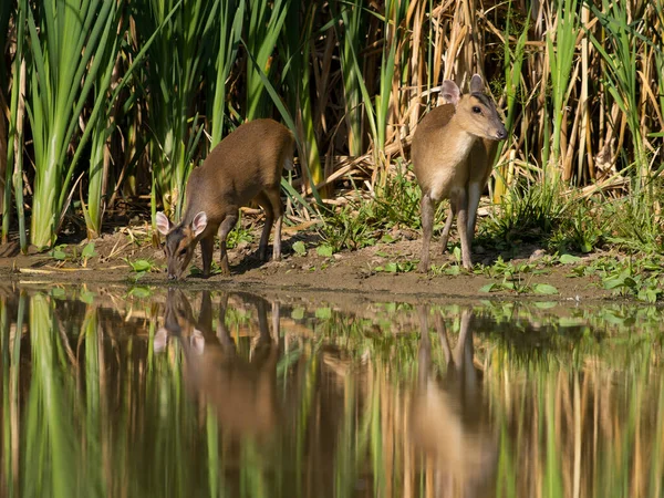 Muntjac Muntiacus Reevesi Kenarında Iki Dişi Warwickshire Ağustos 2022 — Stok fotoğraf