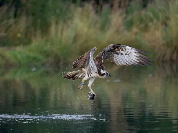 Osprey Pandion Haliaetus Mergulho Para Peixes Rutland Agosto 2022 — Fotografia de Stock