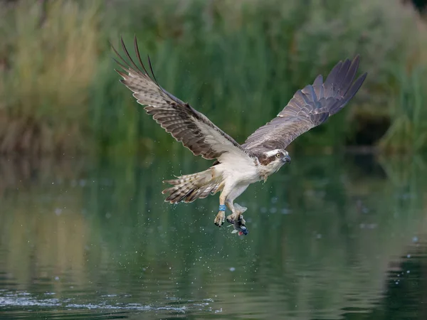 Osprey Pandion Haliaetus Single Bird Diving Fish Rutland August 2022 — 스톡 사진