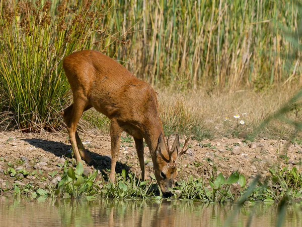 Roe Deer Capreolus Capreolus Samec Vodě Warwickshire Srpen 2022 — Stock fotografie