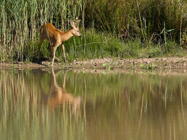 Roe Deer Capreolus Capreolus Single Sale Water Warwickshire August 2022 — стоковое фото