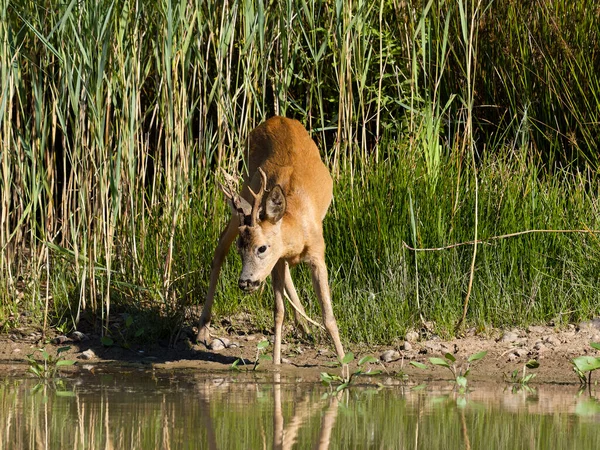 Roe Deer Capreolus Capreolus Single Sale Water Warwickshire August 2022 — стоковое фото