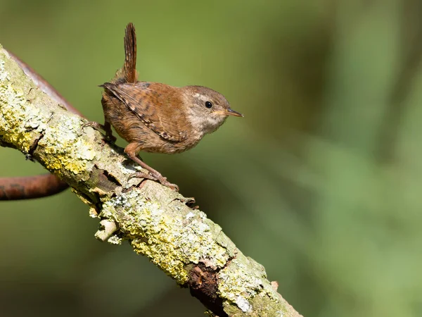 Zaunkönig Troglodytes Troglodytes Einzelner Vogel Auf Ast Warwickshire August 2022 lizenzfreie Stockfotos