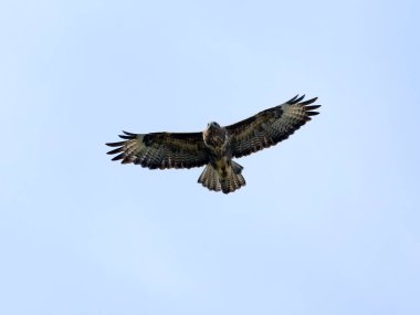 Sıradan akbaba, Buteo buteo, uçan tek kuş, Cormwall Eylül 2022