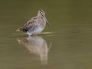 Yaygın çulluk, Gallinago gallinago, sudaki tek kuş, Warwickshire, Eylül 2022