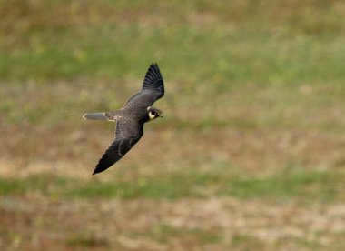 Hobi, Falco subbuteo, uçan tek çocuksu kuş, Cormwall Eylül 2022