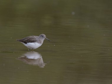 Yeşil çulluk, Tringa ochropus, sudaki tek kuş, Warwickshire, Eylül 2022