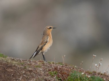 Kuzeyli buğday sakalı, Oenanthe oenanthe, çimlerin üzerinde bekar kadın, Cormwall Eylül 2022